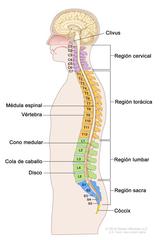 Anatom A De La Columna Vertebral Spine Anatomy Image Details Nci