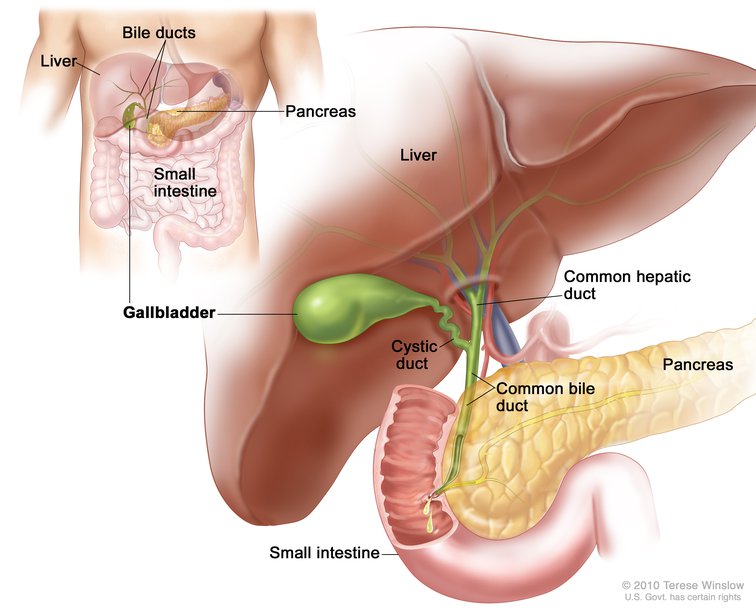 gallbladder anatomy pictures. Gallbladder Anatomy. preview