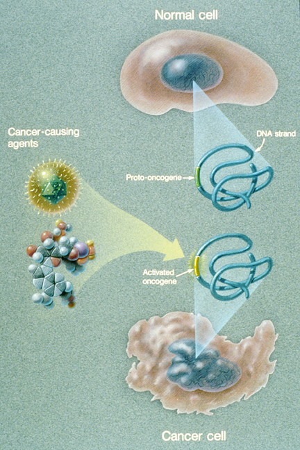 how a normal cell becomes a cancer cell