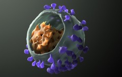 Simian Immunodeficiency Virus: Image Details - NCI Visuals Online