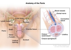 Inside Penis