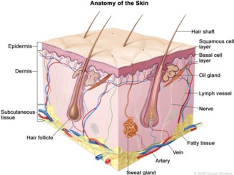 Sample image for Anatomy