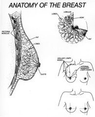 Breast, Labeled Illustration - Stock Image - C050/4477 - Science