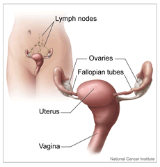 Female Reproductive System (Cervix, Ovaries, Uterus): Image Details - NCI Visuals Online