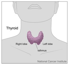 Résultat de l'image pour la thyroïde