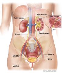 Urinary System, Female, Anatomy: Image Details - NCI Visuals Online
