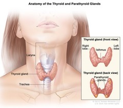 anterior view of thyroid gland