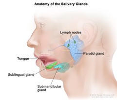 Salivary Glands Anatomy: Image Details - NCI Visuals Online