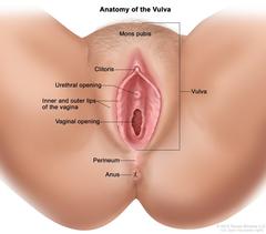 Pics vulva Category:Close
