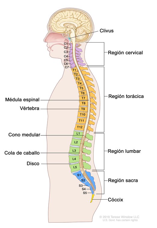 Video de la anatomia de la columna lumbar 