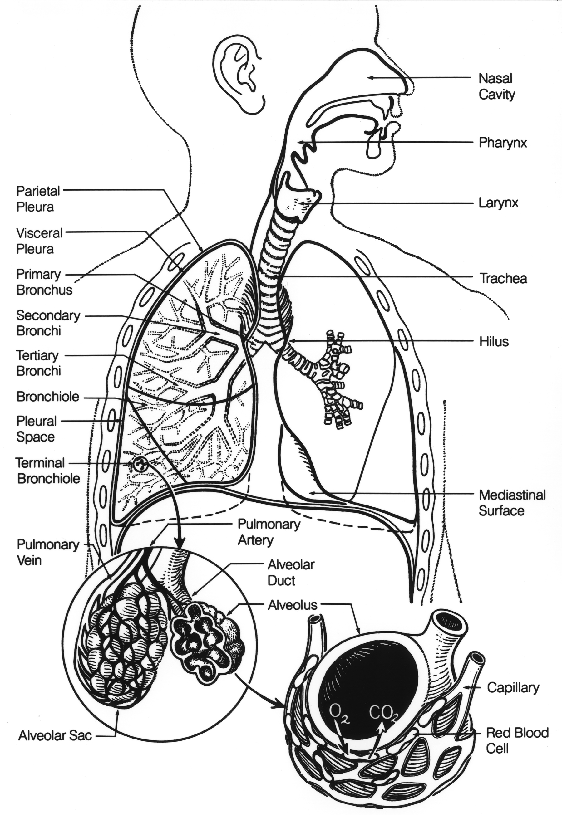 Respiratory System Image Details Nci Visuals Online