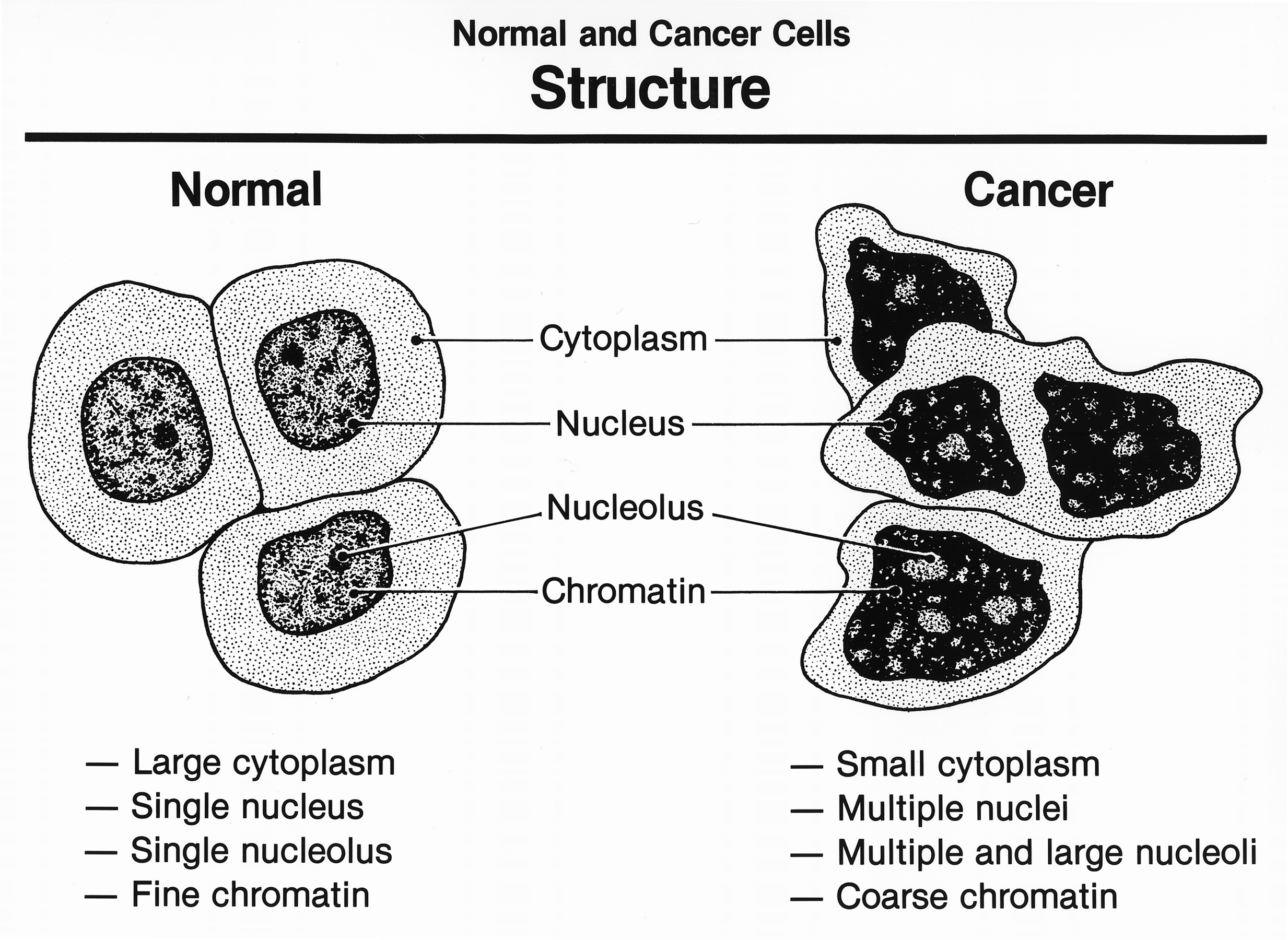 Cancer Cell, Cells at Work! Wiki