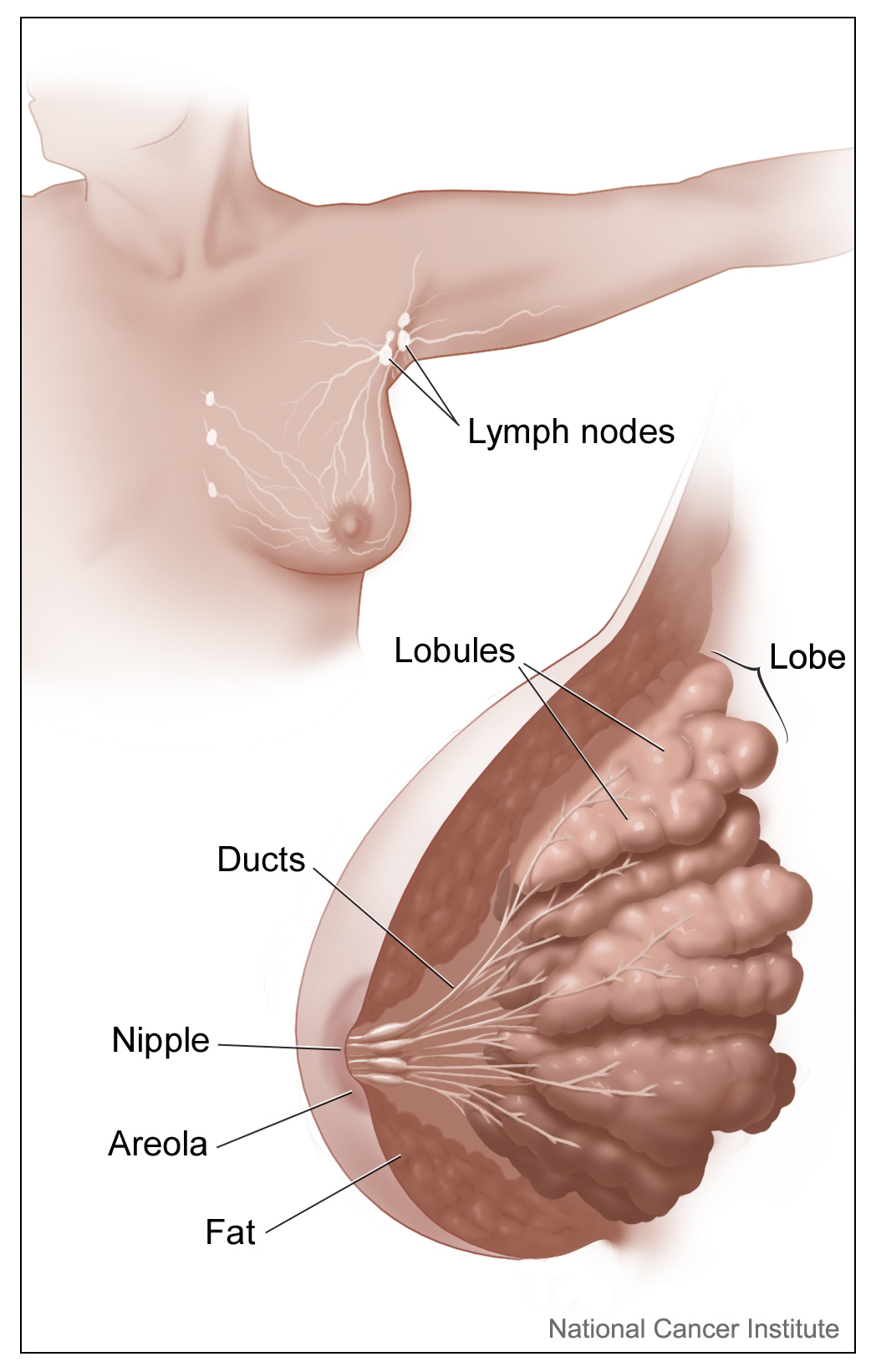 File:Adolescent Breast - Glandular Structure.jpg - Wikimedia Commons