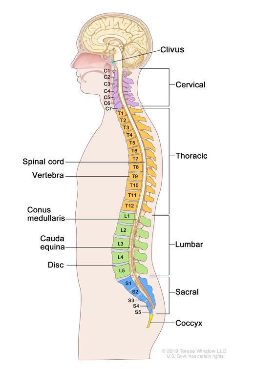 Image 14293_im02: Anatomy of the Spine Illustration