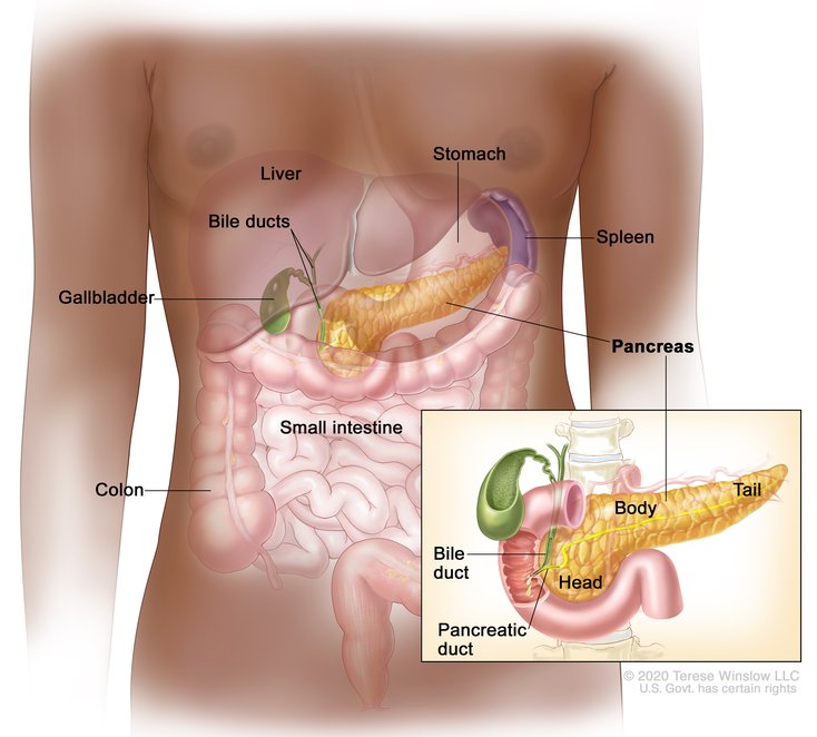 pancreas anatomy