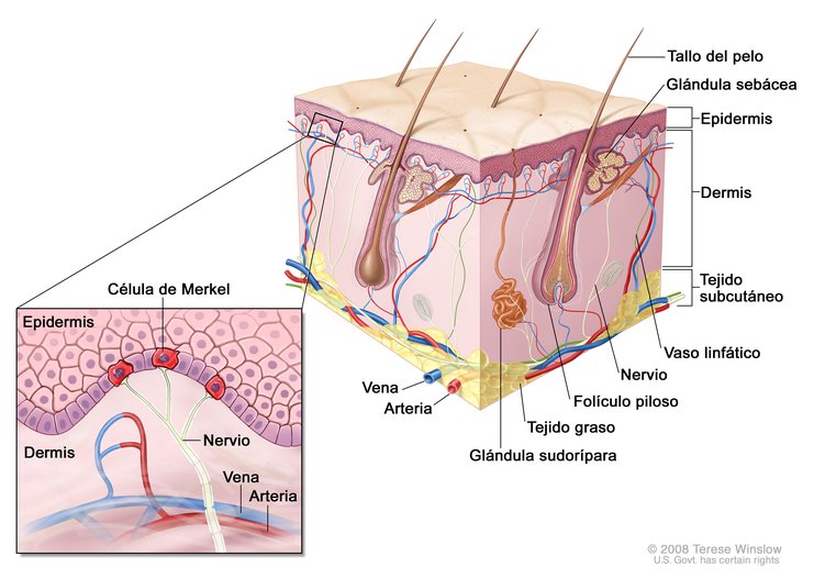 Anatomía de la Piel Merkel (Skin, Merkel Cell, Anatomy): Image Details - NCI Visuals