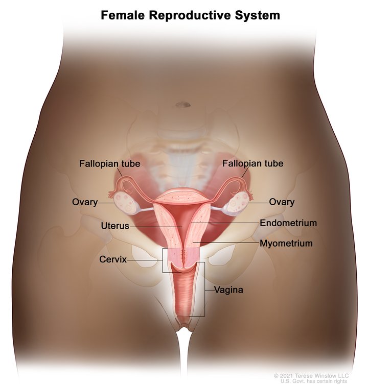 Reproductive System Female Anatomy Image Details Nci Visuals Online