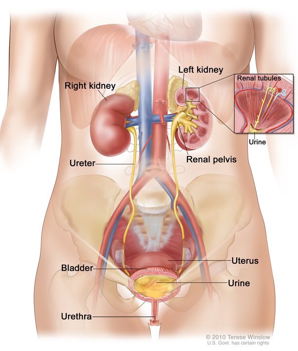 Urinary System Female Anatomy Image Details Nci Visuals Online