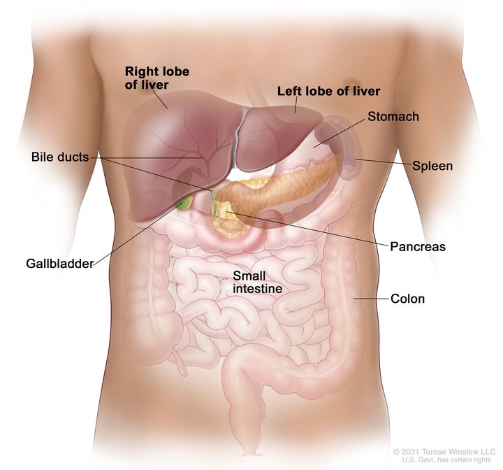 Liver Anatomy Image Details Nci Visuals Online