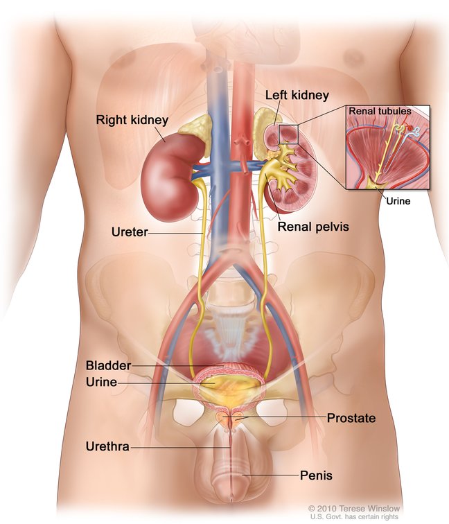 Urinary System Male Anatomy Image Details Nci Visuals Online