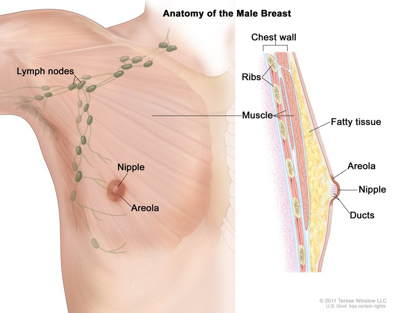 Breast, Male, Anatomy: Image Details - NCI Visuals Online