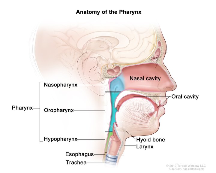 neck throat anatomy diagram