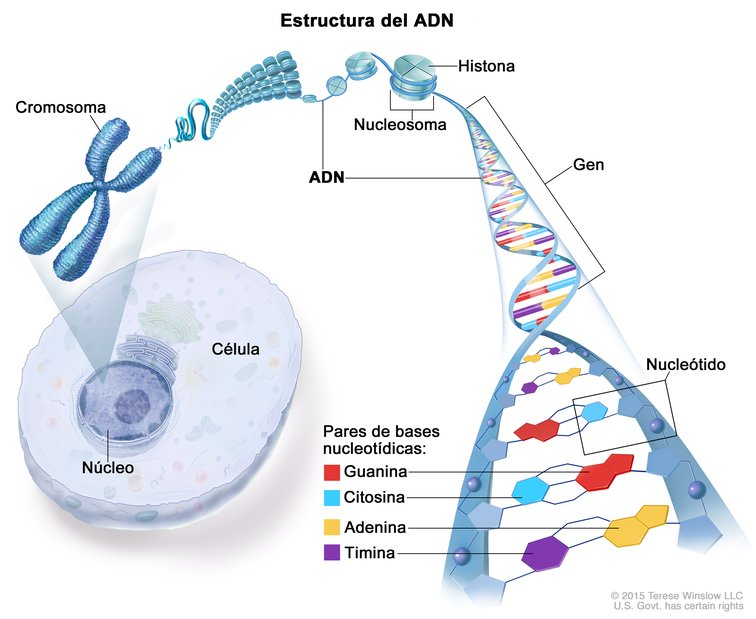 Estructura del ADN (DNA Structure): Image Details - NCI Visuals Online