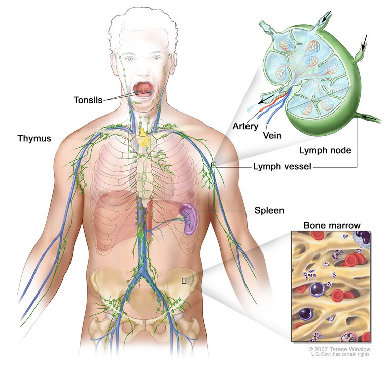 Lymph System, Male, Anatomy: Image Details - NCI Visuals Online