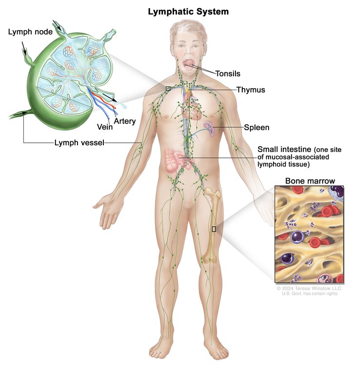 Lymph System, Male, Anatomy: Image Details - NCI Visuals Online