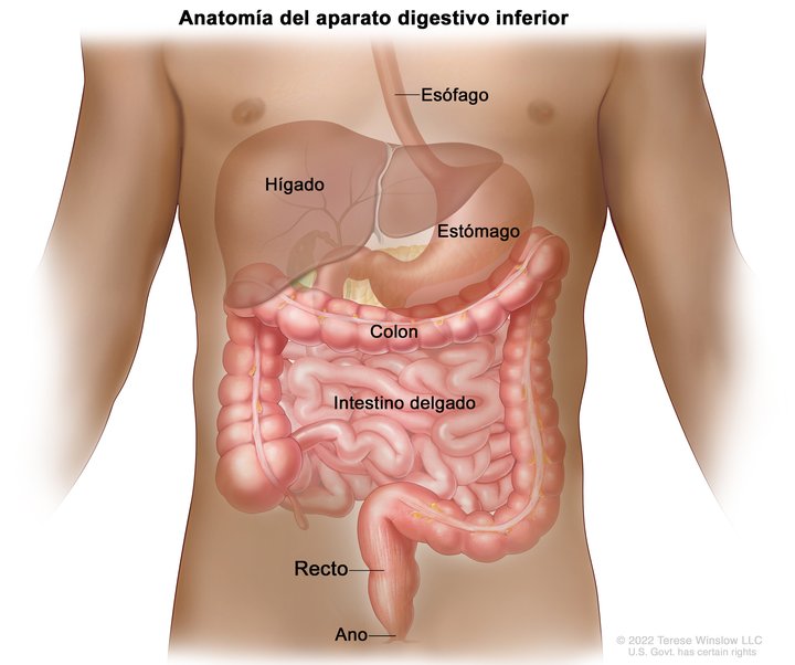 Anatomía del Aparato Digestivo (Gastrointestinal) (Gastrointestinal System,  Lower, Anatomy): Image Details - NCI Visuals Online