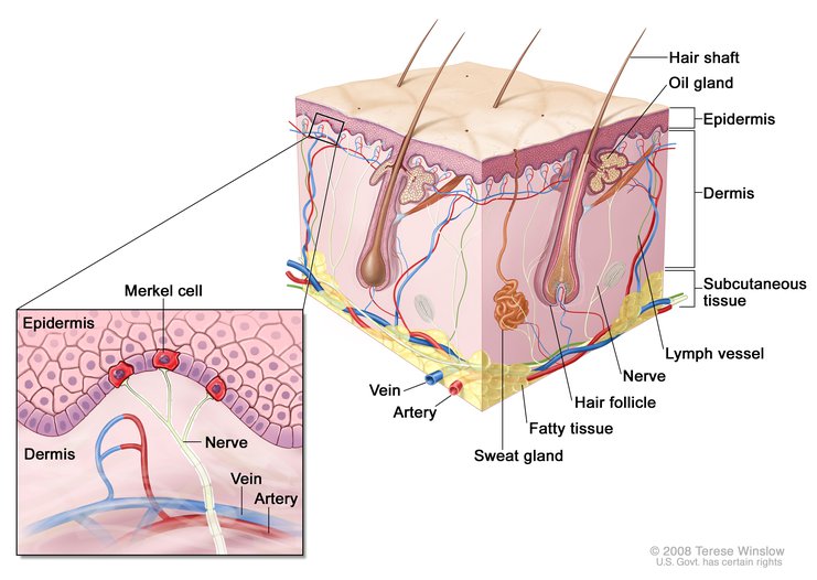 Skin, Merkel Cell, Anatomy: Image Details - NCI Visuals Online