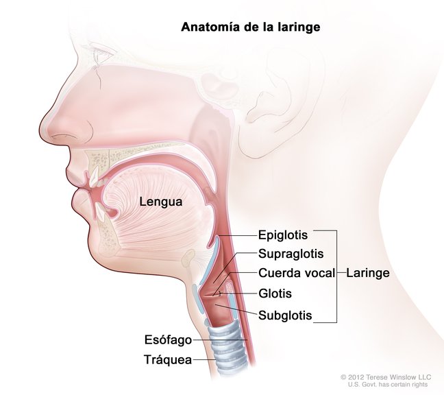 Resultado de imagen para anatomia de la laringe