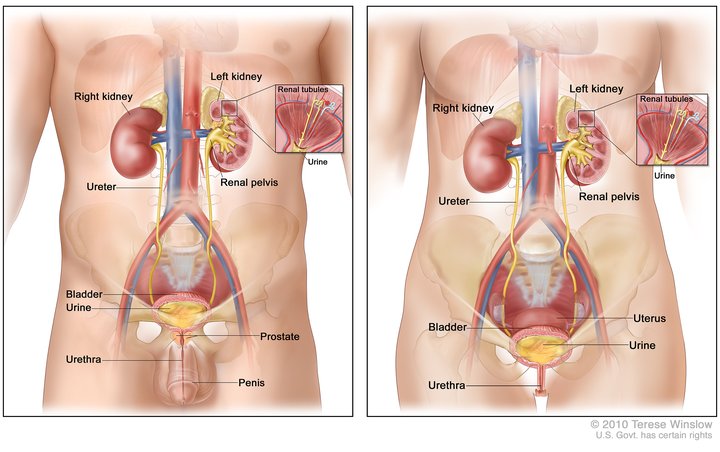 Mannelijke en vrouwelijke urinewegen