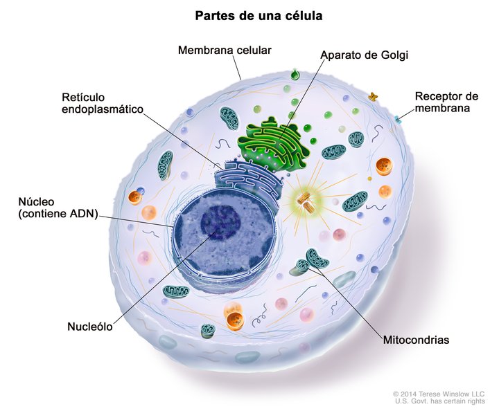 Partes de una Célula (Cell Structure (parts Of A Cell)): Image Details -  NCI Visuals Online